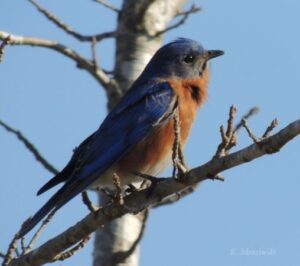 Eastern Bluebird(a) – Mar 13