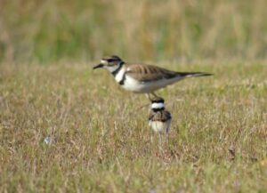 Killdeer Parent and Chick – Mar 29