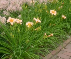Daylilies need to be transplanted