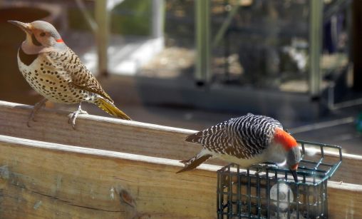 Taking turns eating
