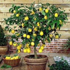 Juicy lemons