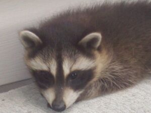 Baby Raccoon