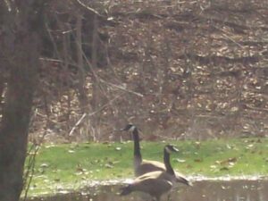 Canadian Geese