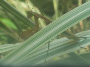 Praying Mantis