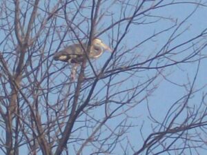 Blue Heron