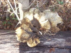 Mushrooms
