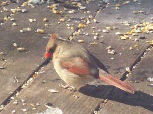 Female Cardinal on my deck