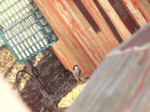 Chickadee