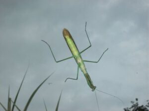 Praying Mantis on the window