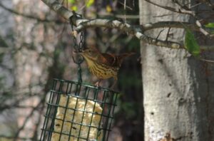 Thrasher – Apr 6