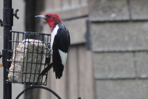 Red Head Woodpecker……. â€” at Woodhaven Lakes.