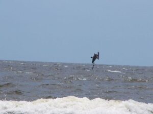 pelican diving  in ocean