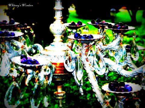Chandelier turned into bird feeder.