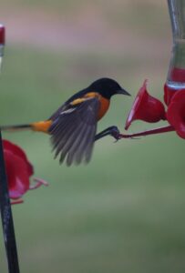 Baltimore Oriole at the Hummingbird Feeder