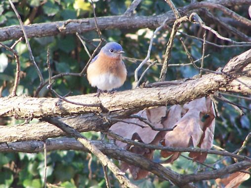 Male bluebird