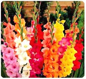Gladioli which I grew in my garden