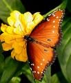 Butterfly in my garden, not sure what kind…