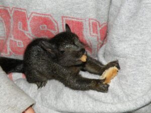 Little Black Squirrel