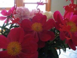 beutiful blooms