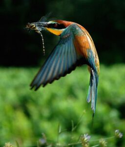 bird in motion
