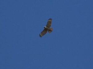 Hawk flying  over  head