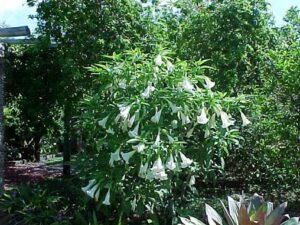 My once lovely Datura