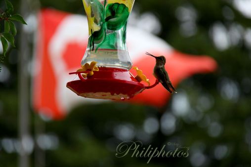 Humming Bird on a feeder