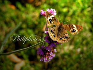 Common Buckeye