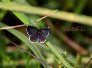 Eastern Tailed Blue; Open Wings