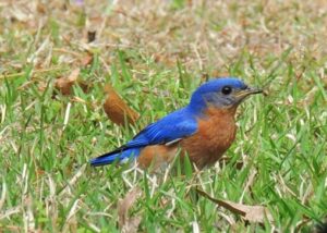 Eastern Bluebird with a snack – Apr 11