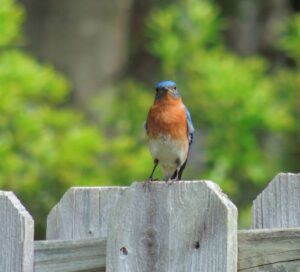 Eastern Bluebird in the backyard today – Apr 11