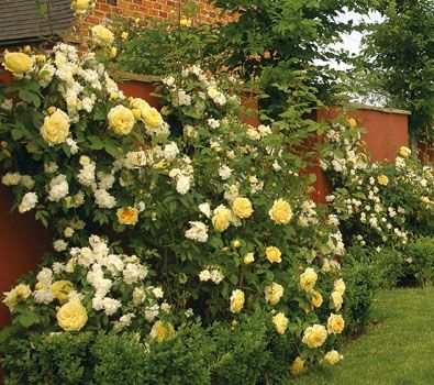David Austin roses