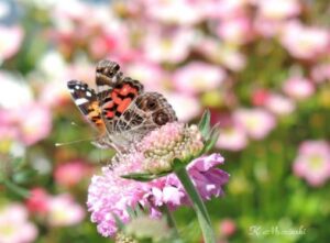 American Lady(Vanessa virginiensis) and Pincushion Flower – Feb 21