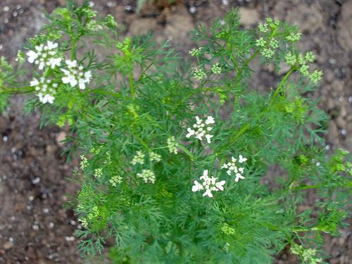My cilantro plant