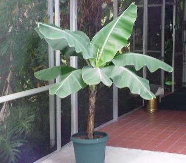 Banana plant in container