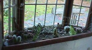 My cacti by the window!