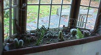 My cacti by the window!