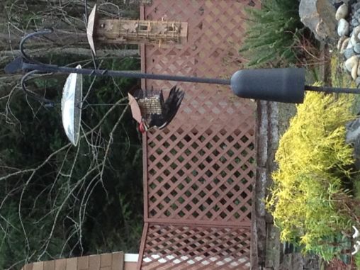 Pileated Woodpecker on my backyard bird feeder 2/15/2013