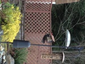 Pileated Woodpecker on my backyard bird feeder 2/15/2013