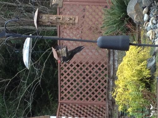 Pileated Woodpecker on my backyard bird feeder 2/15/2013