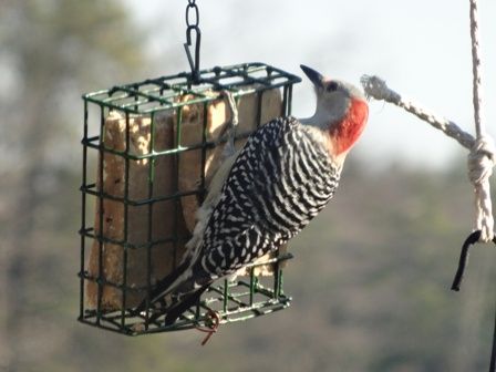 Red Bellied  woodpecker at   Homemade  Organic Suet