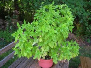 My lovely Basil plant