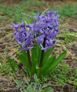 My once healthy Hyacinth plant