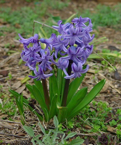 My once healthy Hyacinth plant