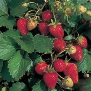 Juicy strawberries