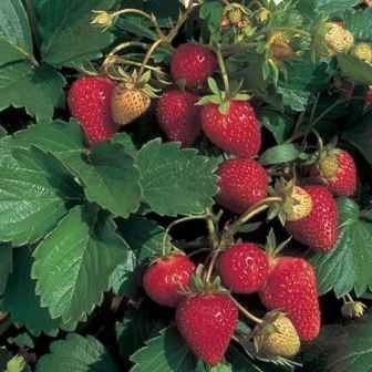 Juicy strawberries