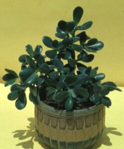 My jade plant