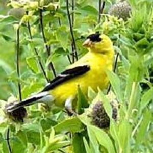 Goldenfinch saree
