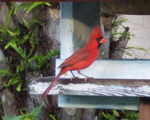 Male Cardinal