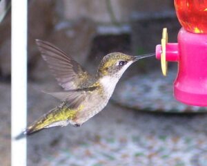 Hummingbird at one of the feeders.